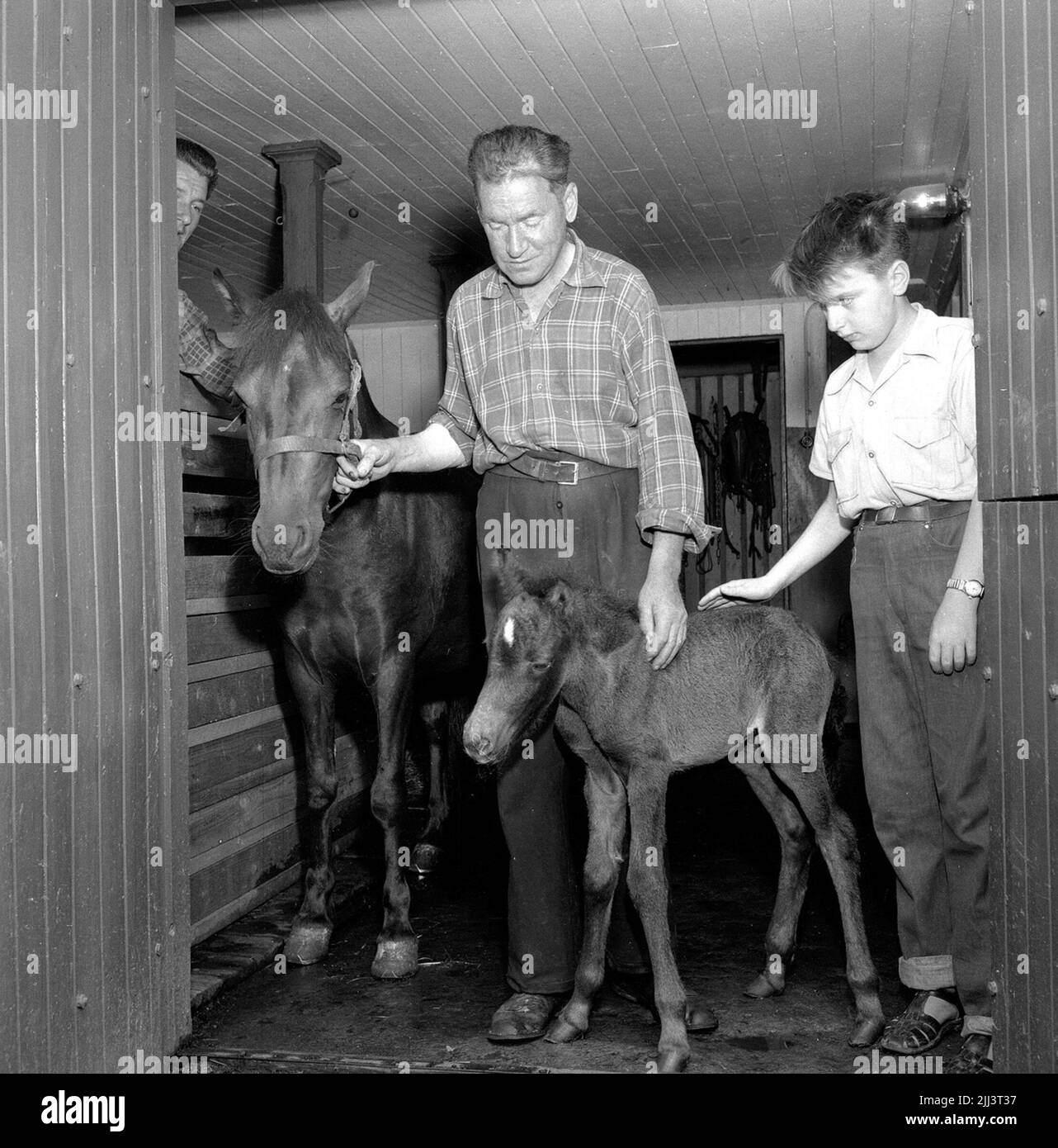 Pony Fohlen in Örebro.juli 1956. Stockfoto