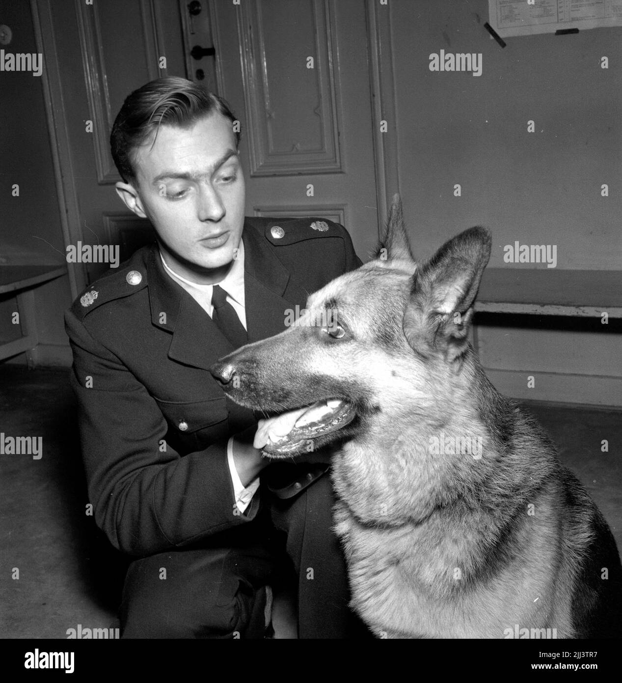 Polizeihund in Örebro.dezember 1956. Stockfoto