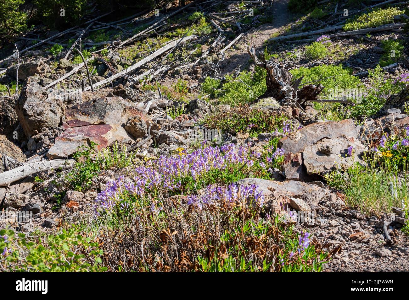 Wilde Blumen blühen auf dem Mystic Falls Trail in Wyoming Stockfoto