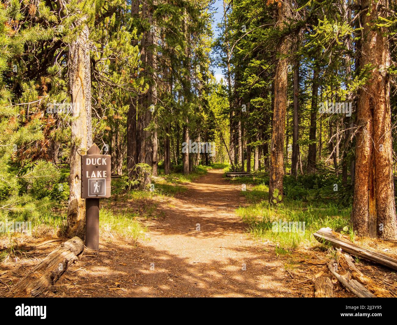 Sonniger Blick auf den Duck Lake Trail in Wyoming Stockfoto