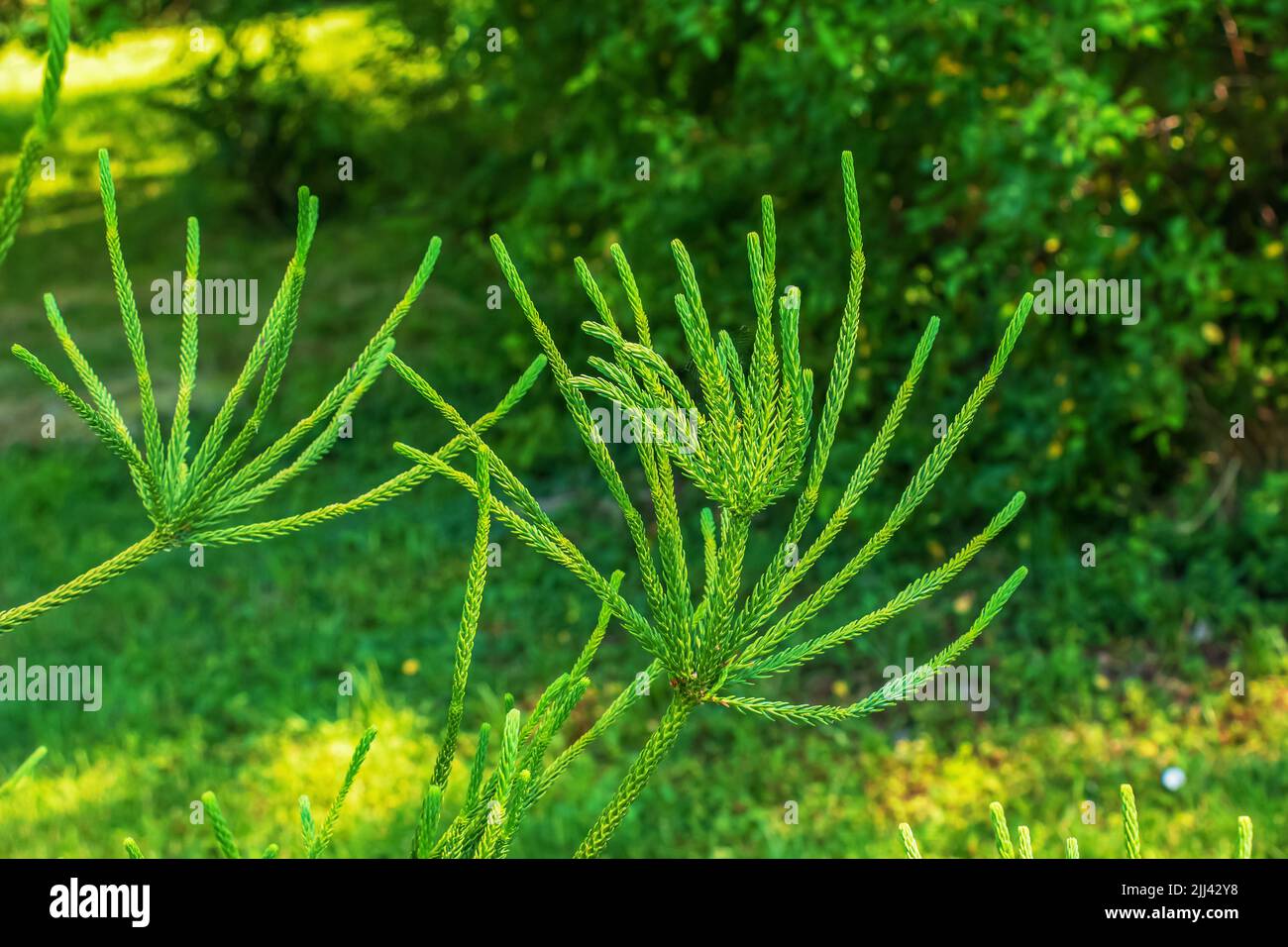 Araucaria araucana - Nahaufnahme von Zweigen mit dicken und dreieckigen Blättern, kalkig mit scharfen Kanten und Spitzen von Monkey Puzzle-Baum oder chilenischen Kiefer Stockfoto