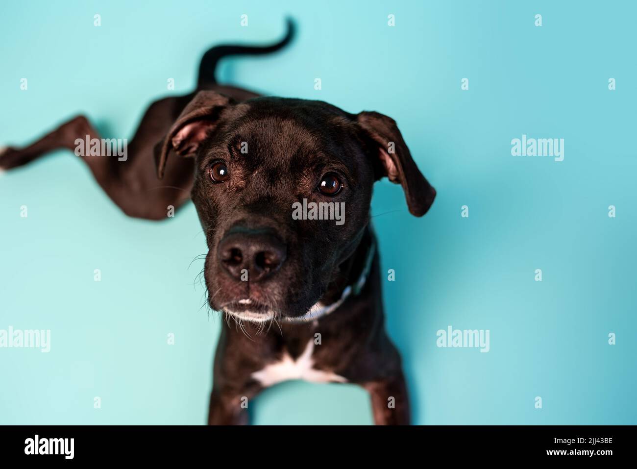 Grauer amerikanischer Staffordshire Terrier-Mix im Studio-Hintergrund. Süßer Stativhund. Stockfoto