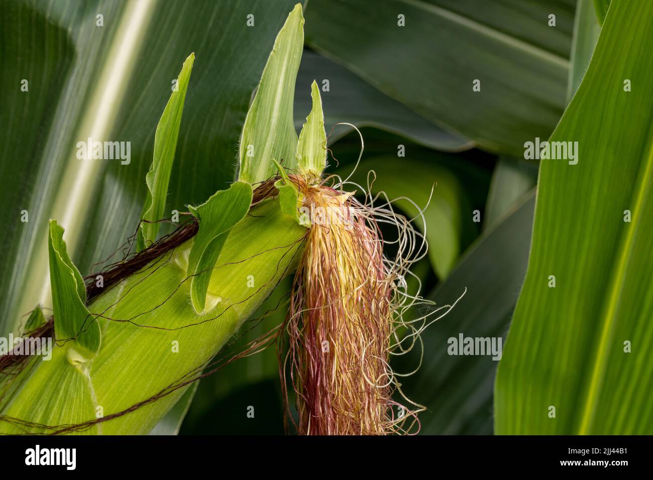 Maisfeld mit Maisohr und Seide, die auf Maispflückvorbau wächst. Ethanol, Landwirtschaft und Landwirtschaft Konzept Stockfoto