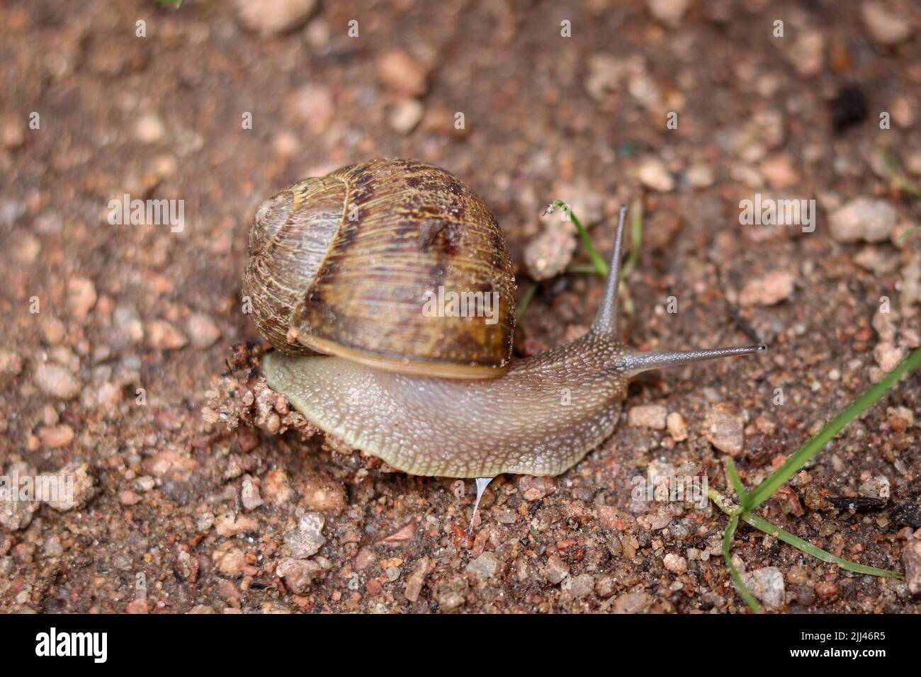 Gartenschnecke oder Cornu aspersum bewegen sich über den Boden im Plant Fair Nursery in Star Valley, Arizona. Stockfoto