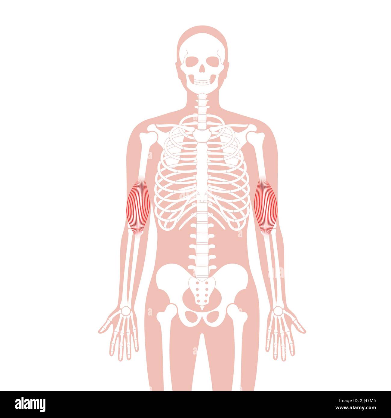 Anatomie des Muskels der Brachialis, Illustration Stockfotografie Alamy