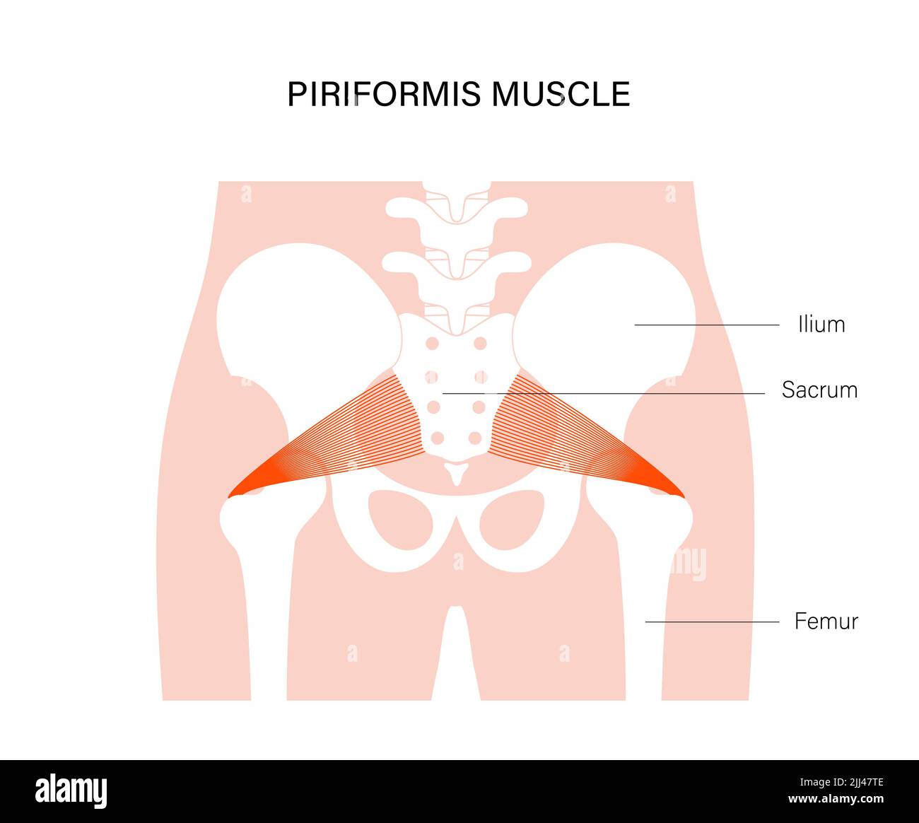 Musculus Piriformis, Abbildung. Stockfoto