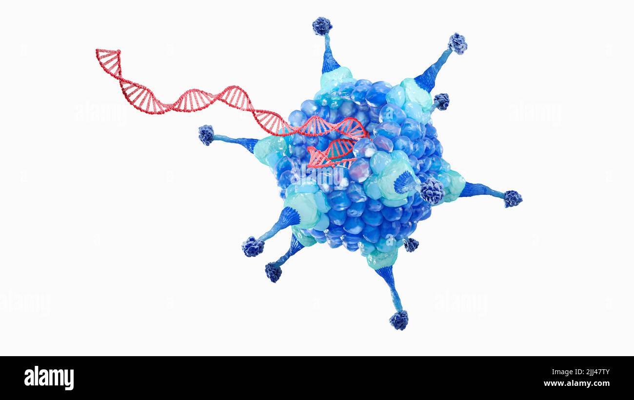 Adenovirus mit DNA, Illustration. Jedes Virus besteht aus einer Ikosaedralkapside, die ein doppelsträngig angesetztes DNA-Molekül (Desoxyribonukleinsäure) umhüllte. Stockfoto
