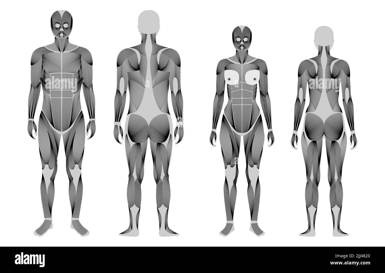 Menschliche Muskulatur, Abbildung. Stockfoto