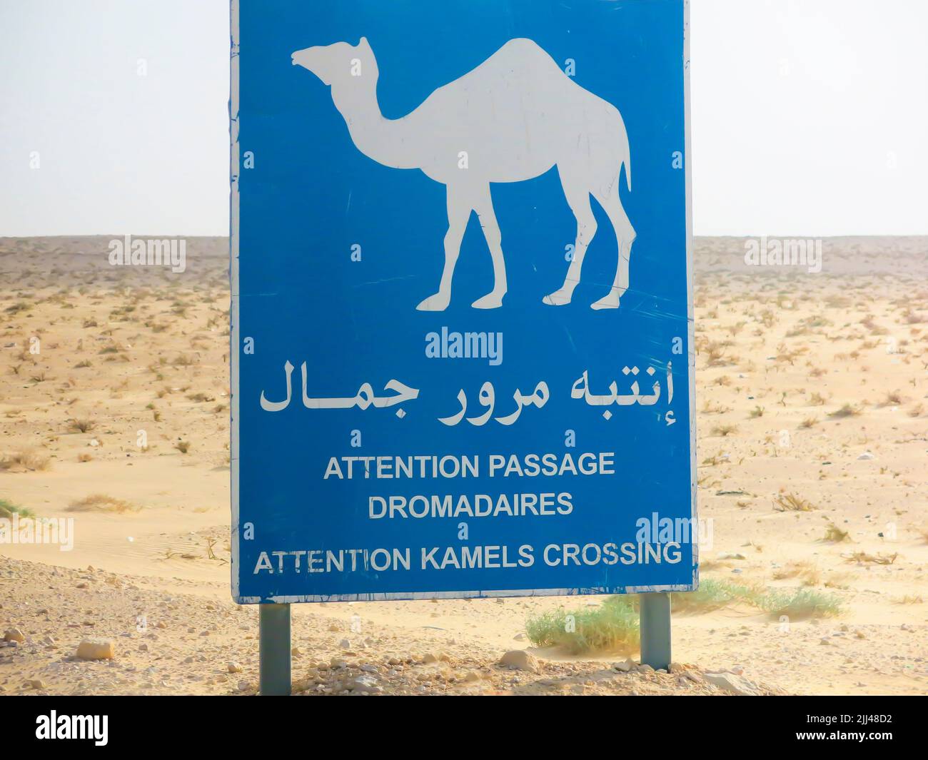 Kamelüberquerung Schild in der Sahara Stockfoto