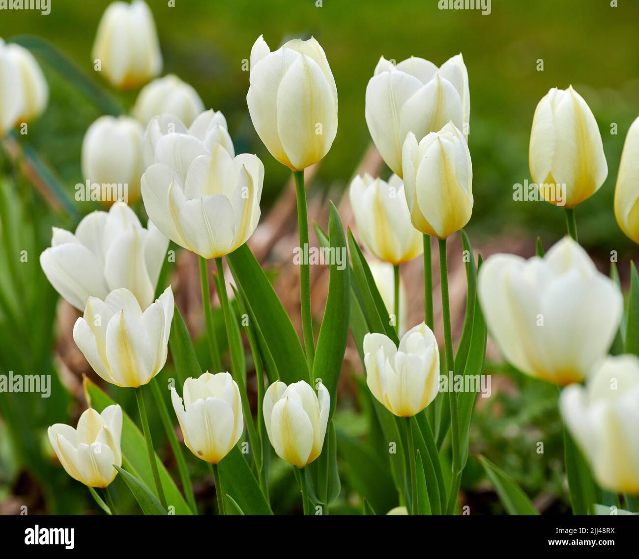Nahaufnahme von wunderschönen weißen Tulpen, die im Sommer in einem Garten im Garten blühen. Zoom der frühlingsblühenden Pflanzen, die sich öffnen und auf einem Feld in der blühen Stockfoto