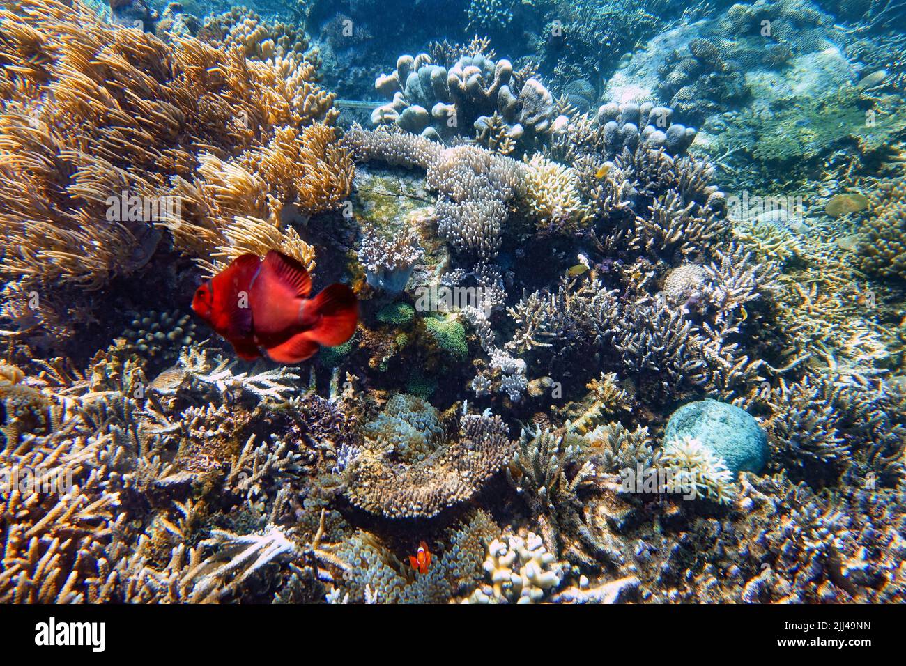 Indonesia Sumbawa - farbenfrohes Korallenriff mit Fischen Stockfoto