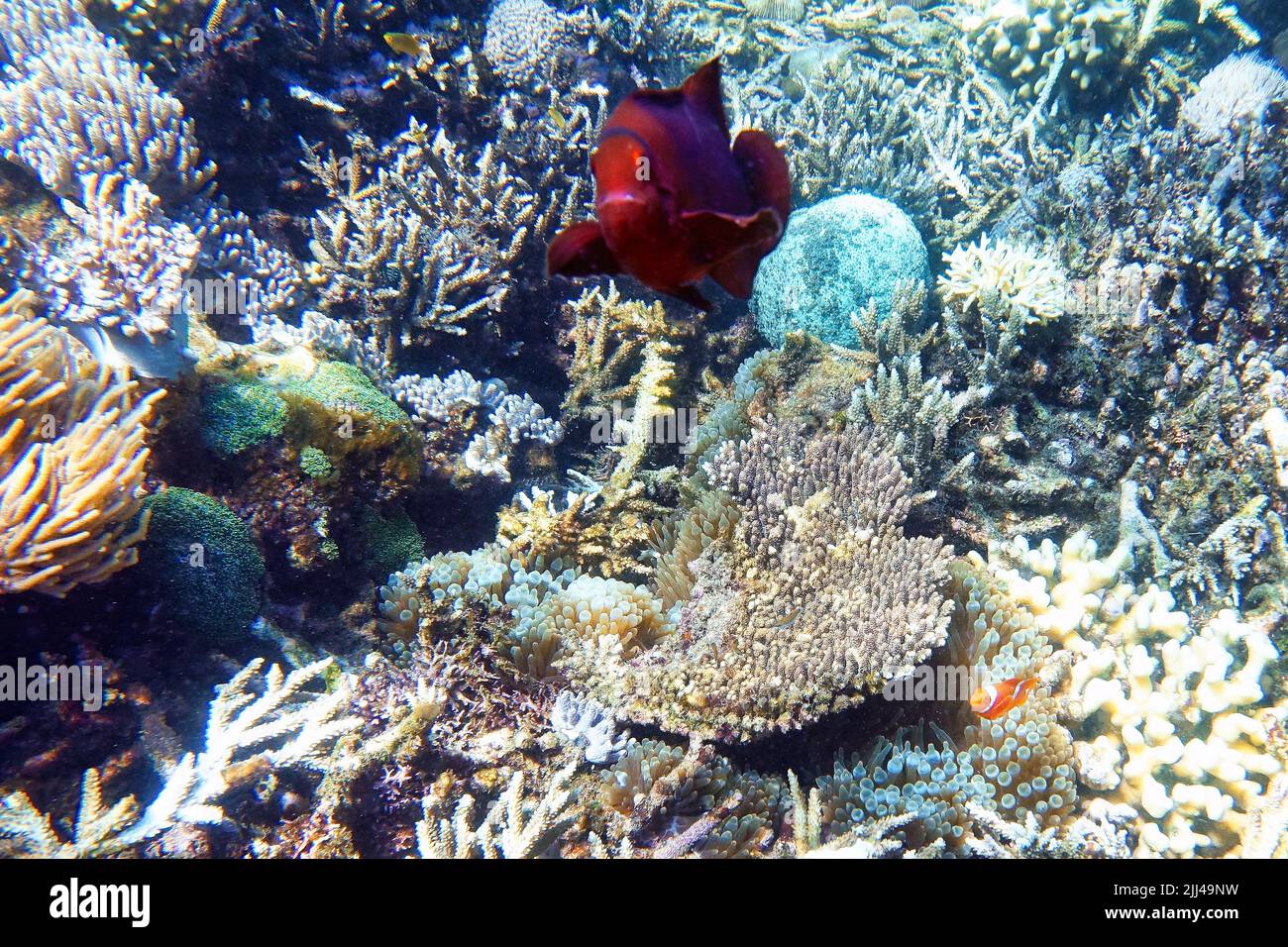 Indonesia Sumbawa - farbenfrohes Korallenriff mit Fischen Stockfoto