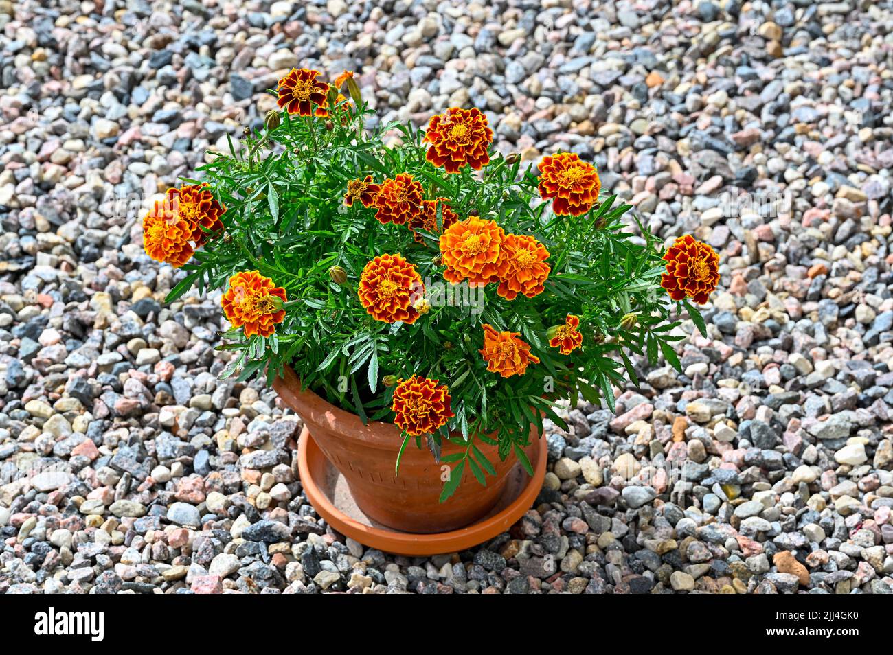 Orange Tagesetes blüht im Blumentopf, der auf Kies steht Stockfoto