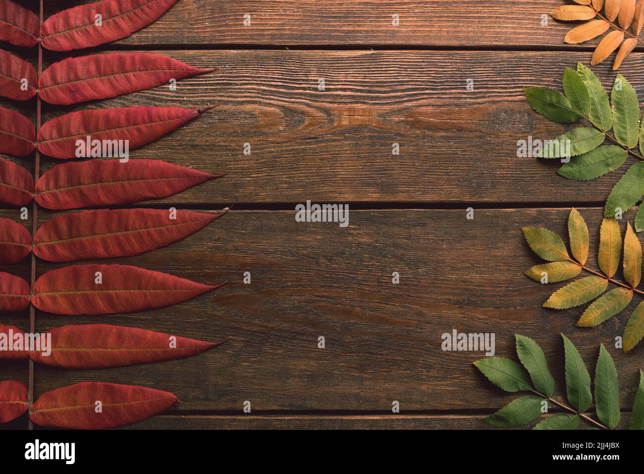 Herbst Herbst Blätter Holzhintergrund Konzept Stockfoto