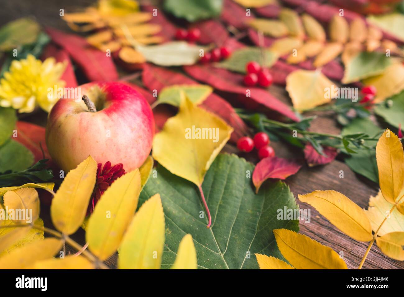 Saftig herbstreif und Blätter auf der Holzoberfläche Stockfoto