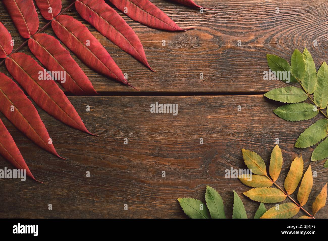 Herbstblätter auf der rauen Holzoberfläche Stockfoto