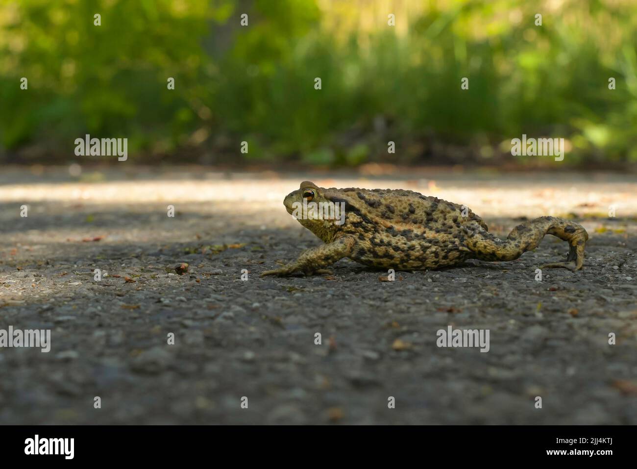 Amphibien, Tier, brandenburg, bufo bufo, europa, Fauna, Frosch, deutschland, Natur, Naturschutz, Reptil, Straße, Frühling, Straße, Kröte, Kröte migra Stockfoto