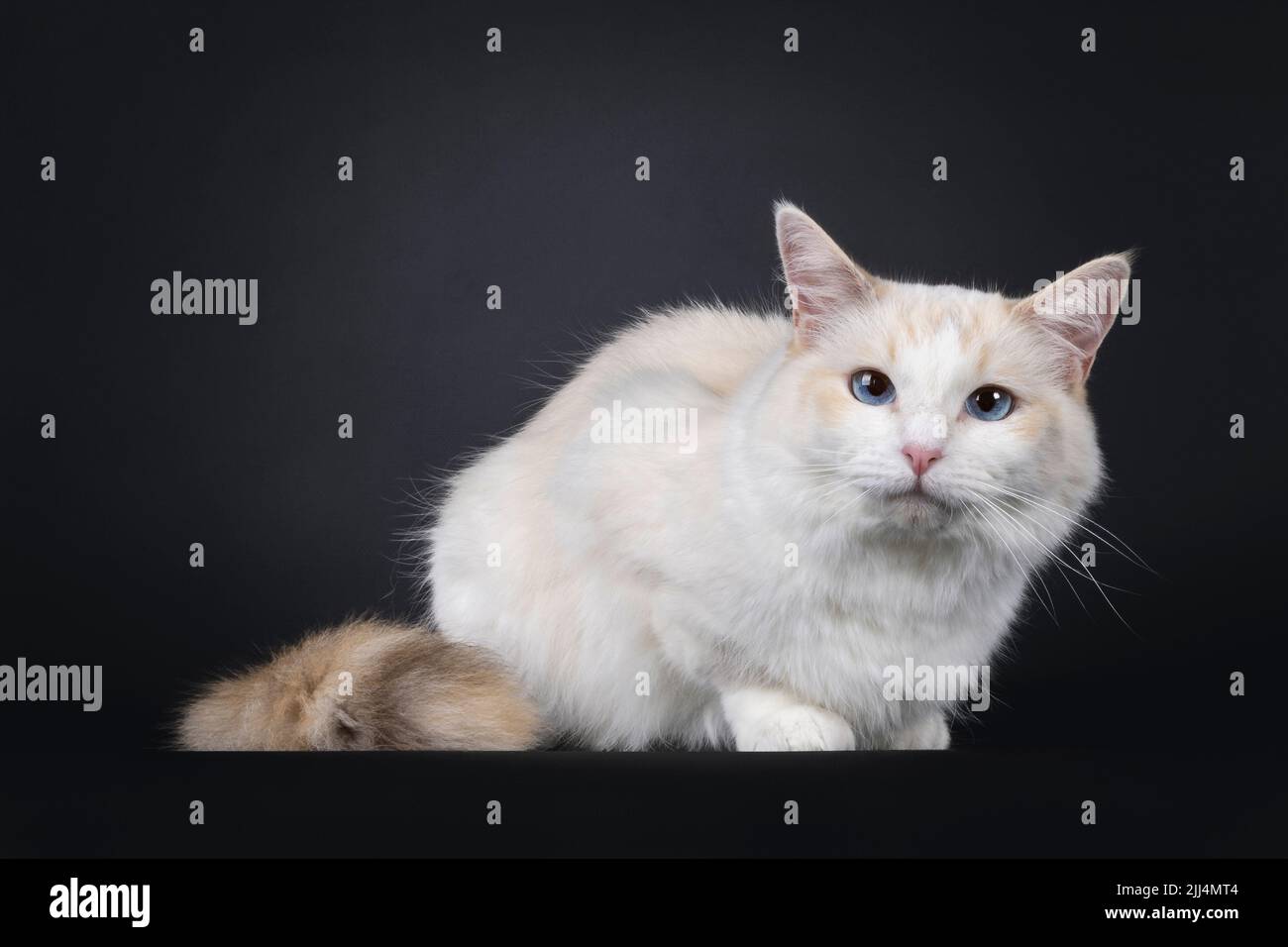Junge Erwachsene blaue schildpatt Ragdoll Katze, die nach vorne zeigt.  Blick auf die Kamera mit himmelblauen Augen. Isoliert auf schwarzem  Hintergrund Stockfotografie - Alamy