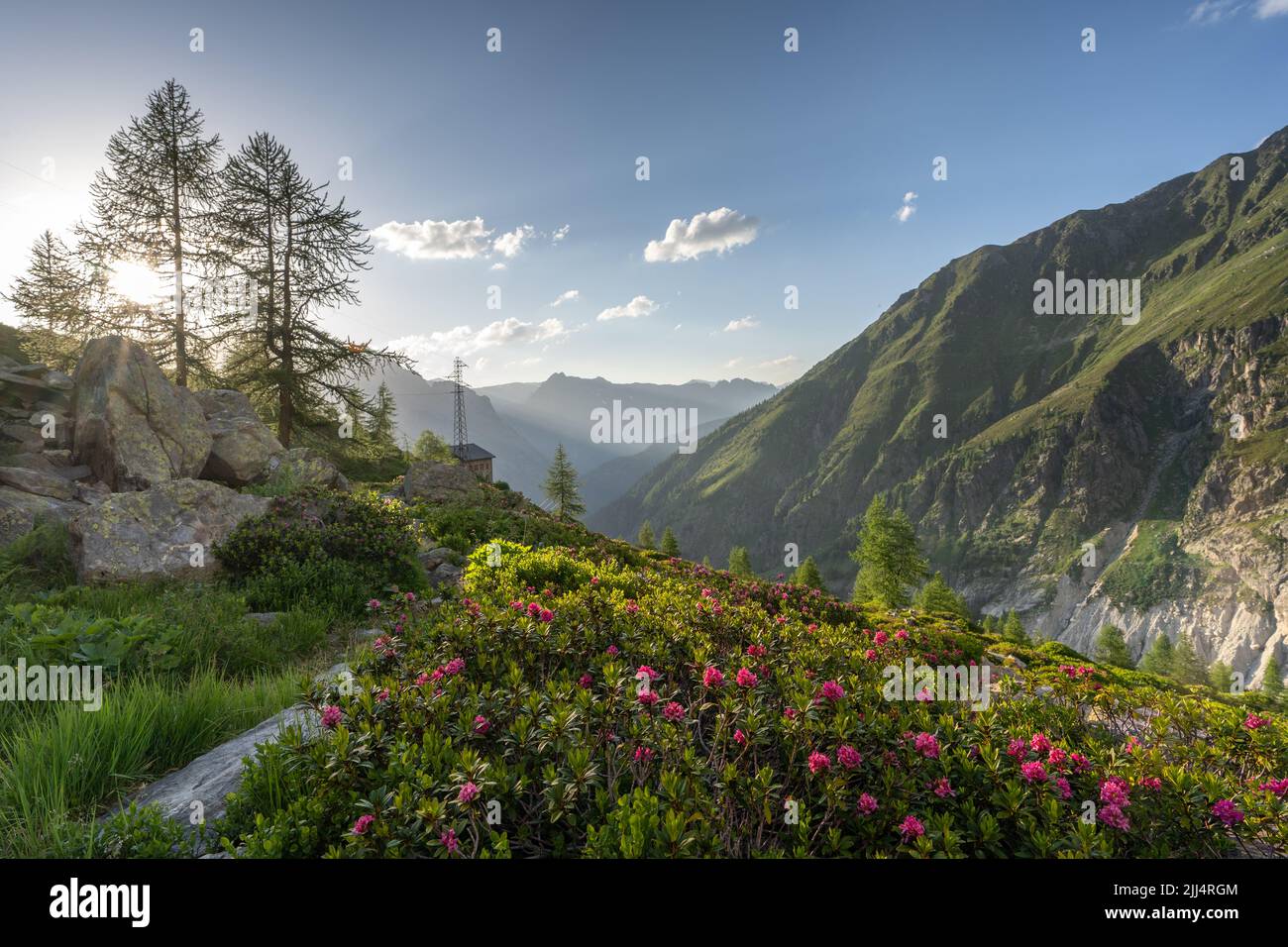 Rhododendron blüht in den französischen Savoyer Alpen Stockfoto