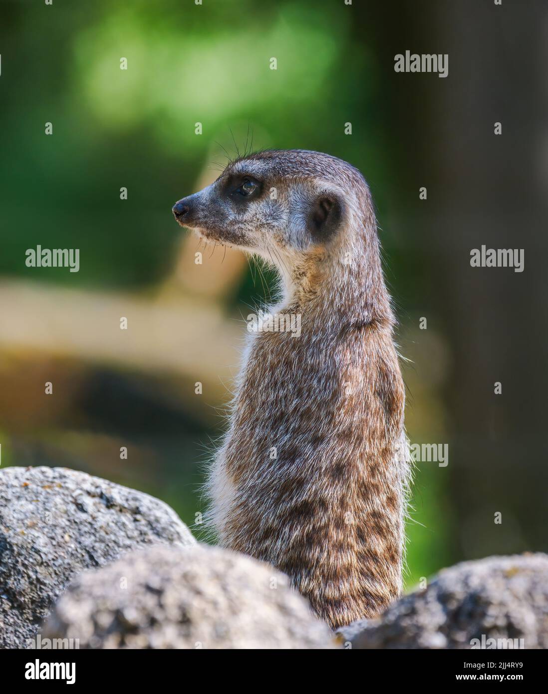 Nahaufnahme eines Erdmännchen (Suricata suricatta) Wache aufrecht sitzend auf einem Felsen Stockfoto