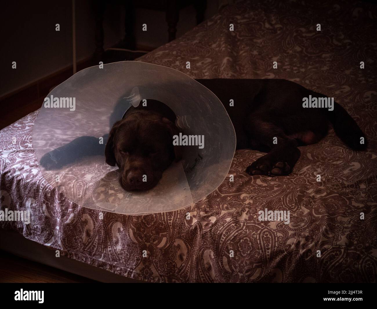 Chocolate labrador Retriever mit elisabethanischen Kragen auf dem Bett seines Besitzers gelangweilt. Stockfoto