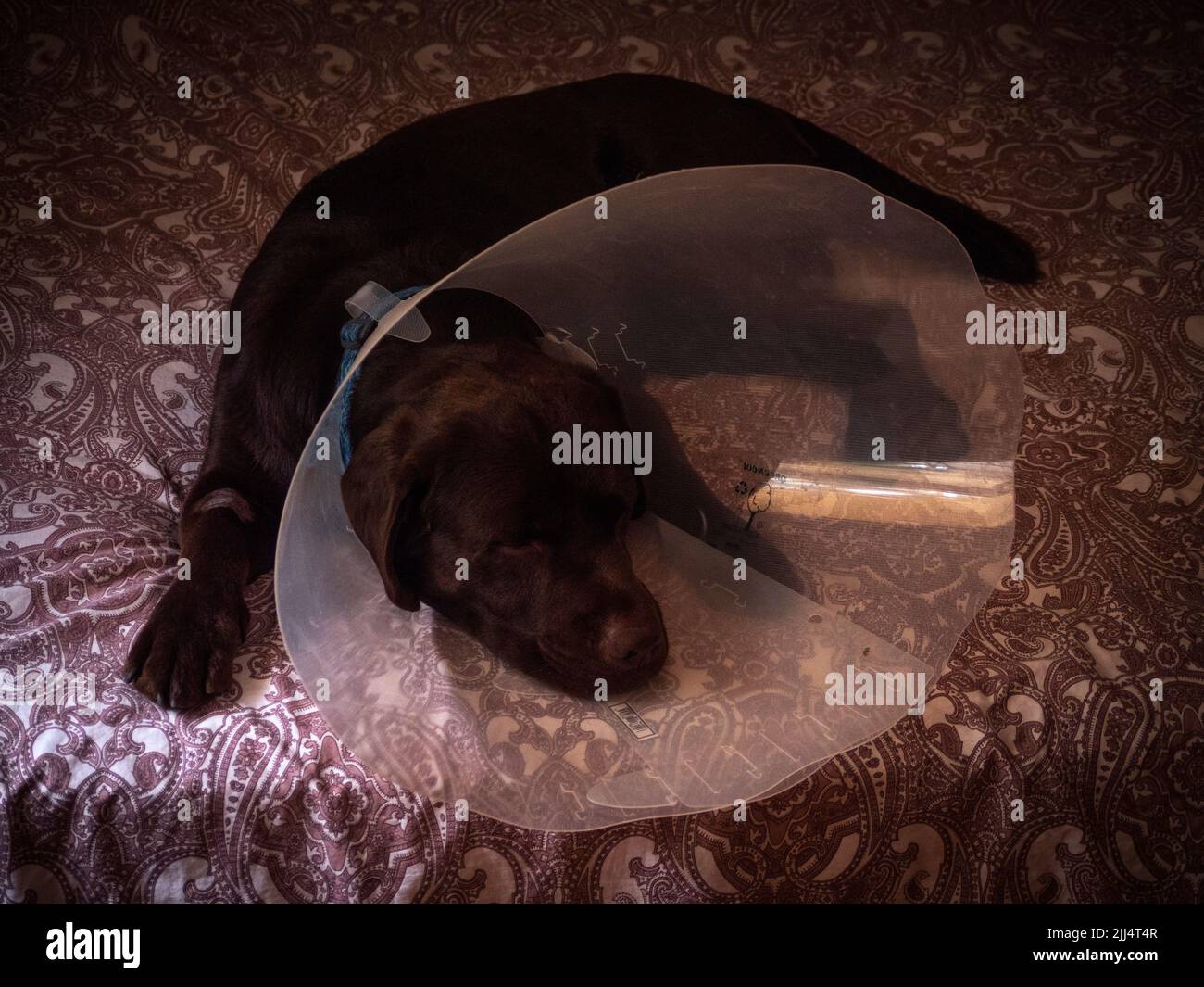 Hochwinkelansicht von Chocolate labrador Retriever mit elisabethanischen Kragen auf dem Bett seines Besitzers. Stockfoto