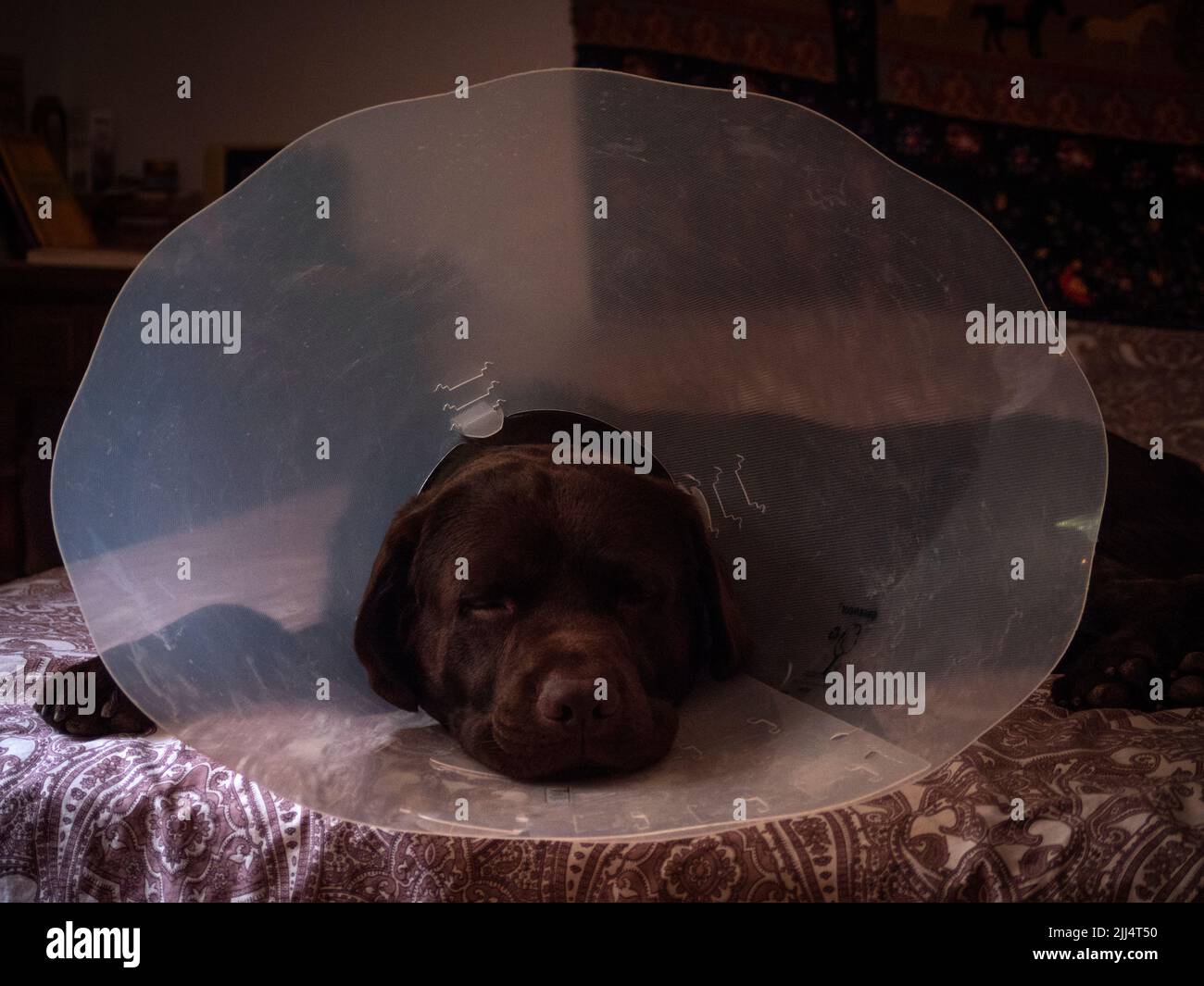 Vorderansicht von labrador Retriever mit einem elisabethanischen Kragen auf dem Bett seines Besitzers. Stockfoto