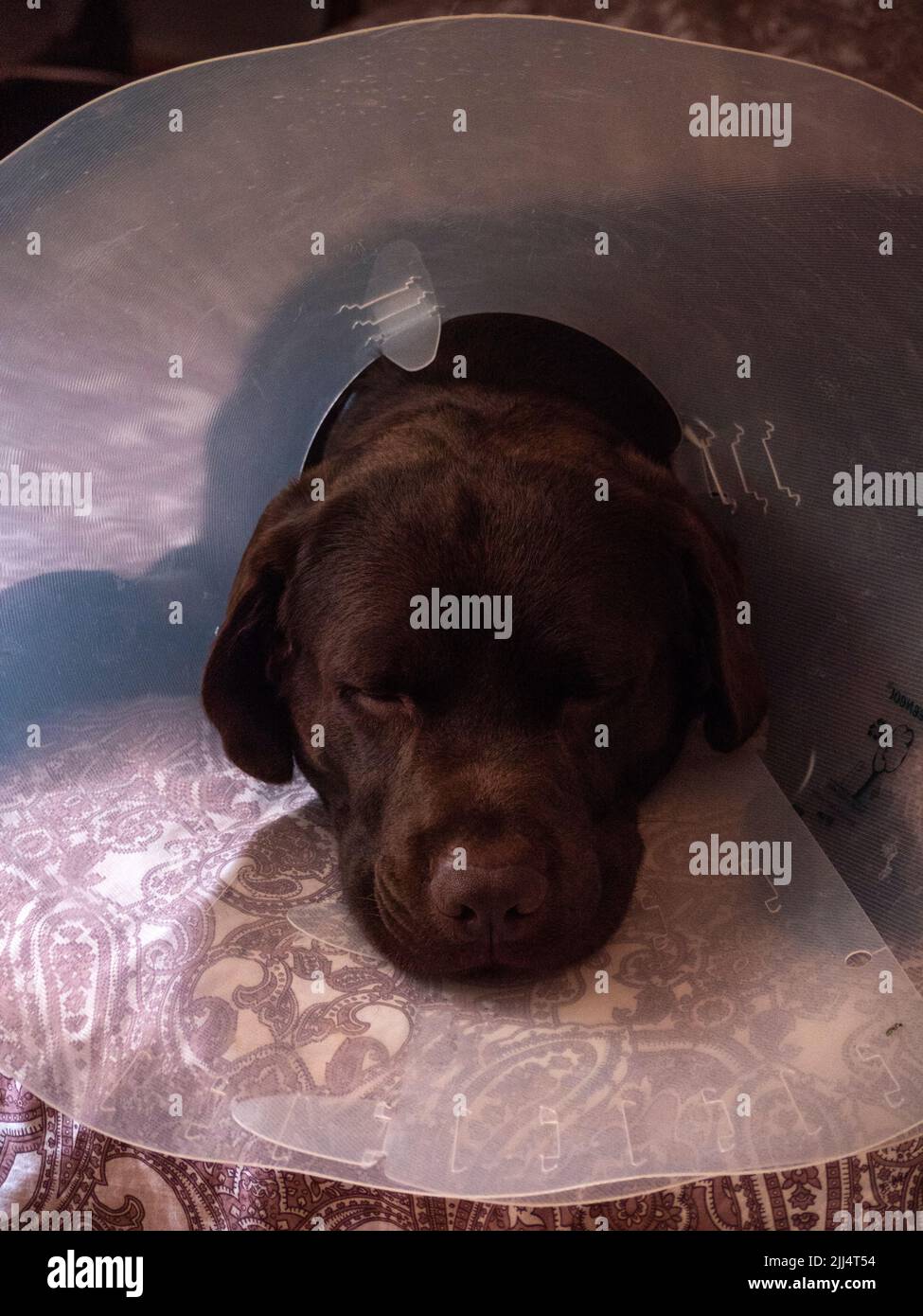 Vertikale Ansicht von labrador Retriever mit dem elisabethanischen Kragen auf dem Bett seines Besitzers. Stockfoto
