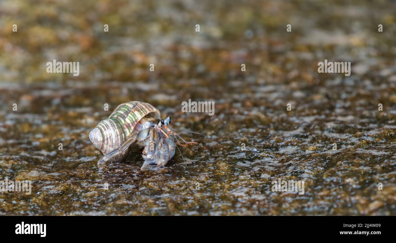 Einsiedlerkrebs kriecht auf einer feuchten Felsoberfläche am Strand. Stockfoto