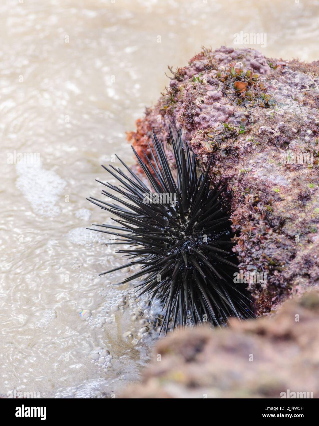 Schwarzer Seeigel in den Korallenfelsen in Nahaufnahme. Stockfoto