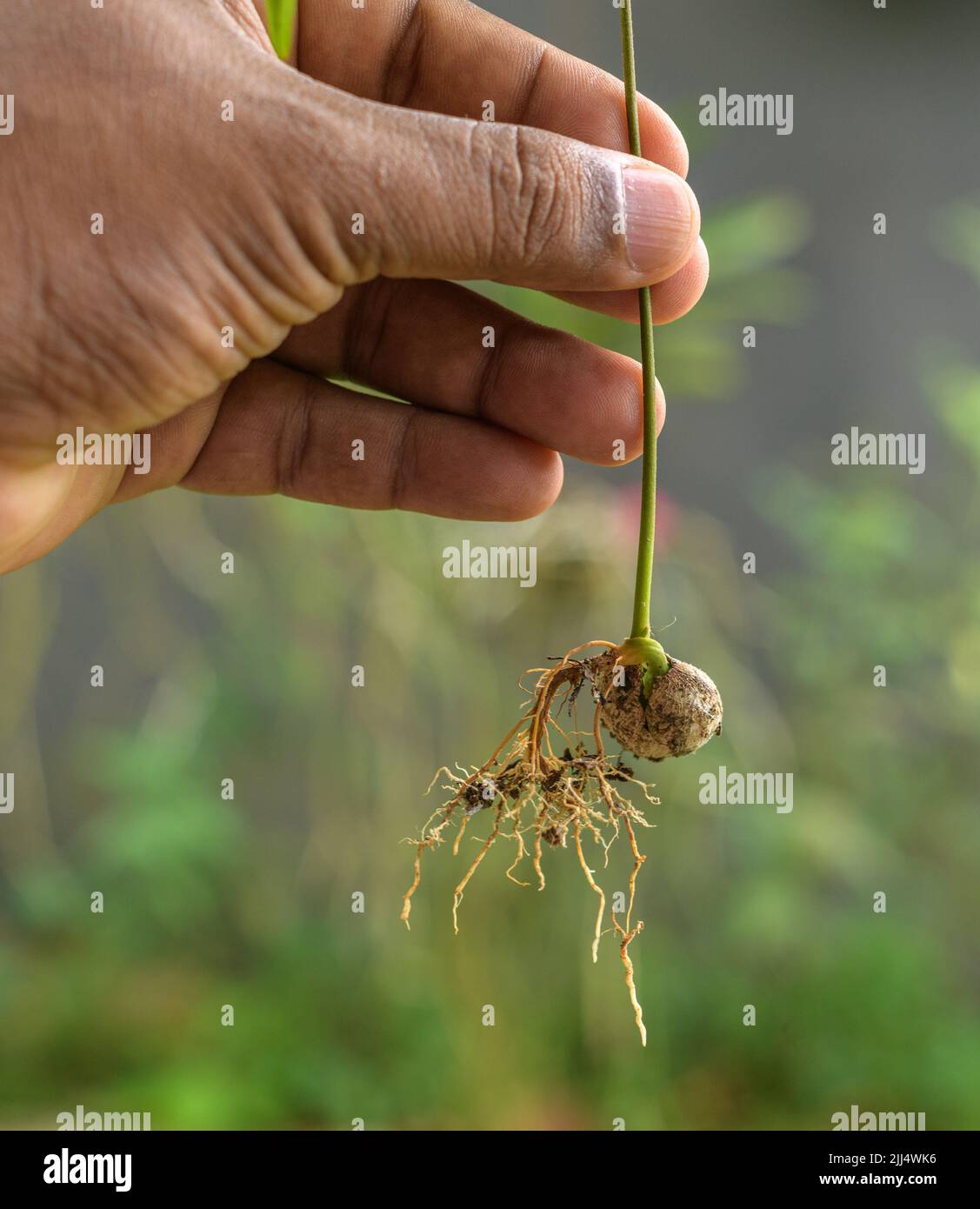 Männliche Hand, die einen kleinen Sprossen aus einem Rambutan-Samen hält. Stockfoto