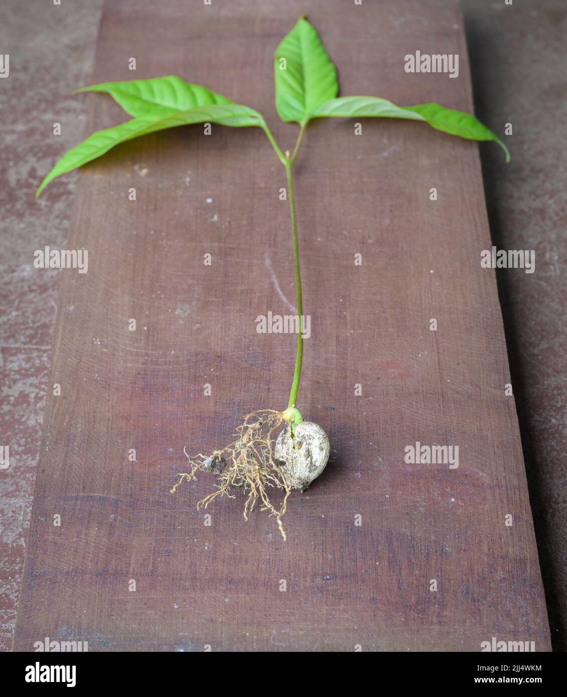Kleine sprießende Pflanze, sprießende Rambutan Samen Nahaufnahme Foto. Stockfoto