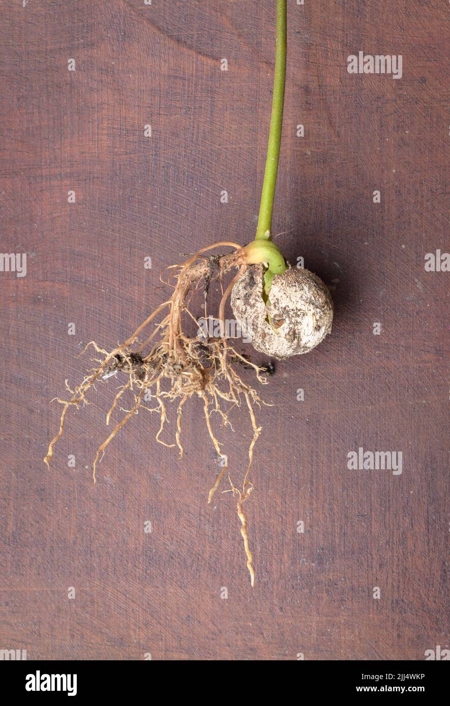 Rambutan-Samen sprießen, Pflanzprozess, frische Wurzeln auf einem Holztisch. Stockfoto