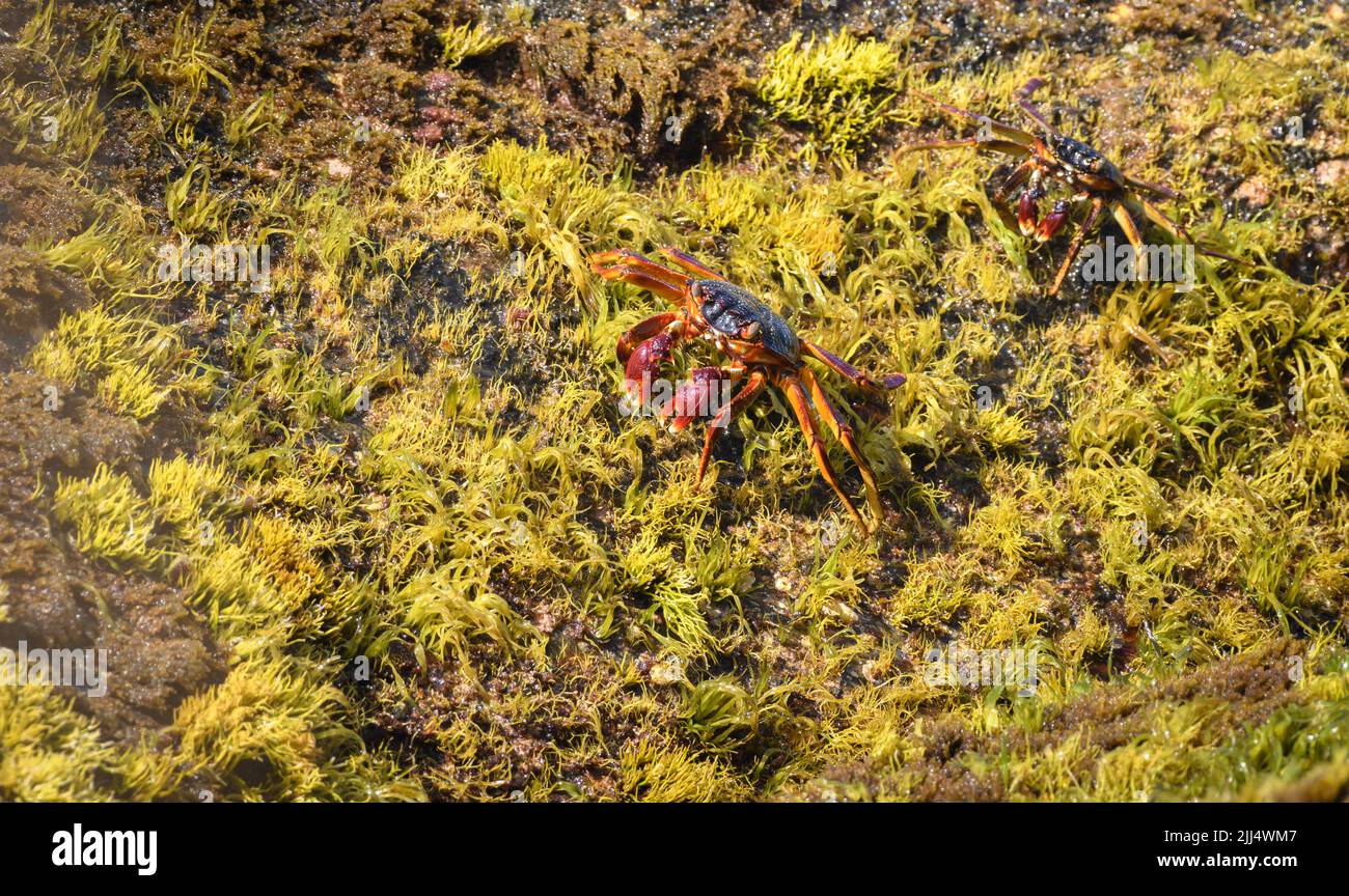 Zwei Grapsus Albolineatus-Krabben, die auf moosigen Felsen krabbeln, mit Blick über den Strand. Stockfoto