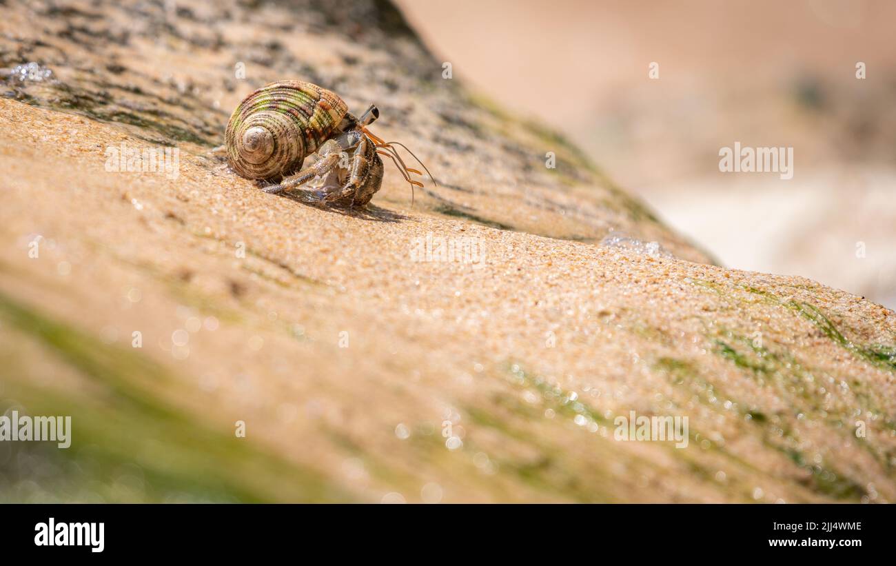 Einsiedler Krabben krabbeln am Sandstrand. Stockfoto