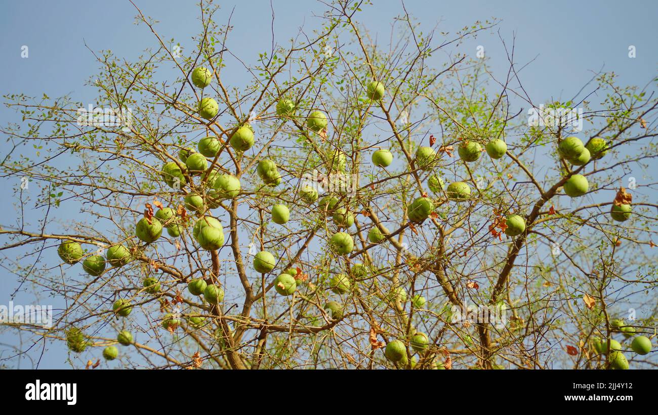 Hängen Bael oder aegle Marmelos Früchte auf einem Bael Früchte, allgemein bekannt als Bael oder Bili oder bhel, auch Bengalische Quitte, goldener Apfel, japanischer Bitter oran Stockfoto