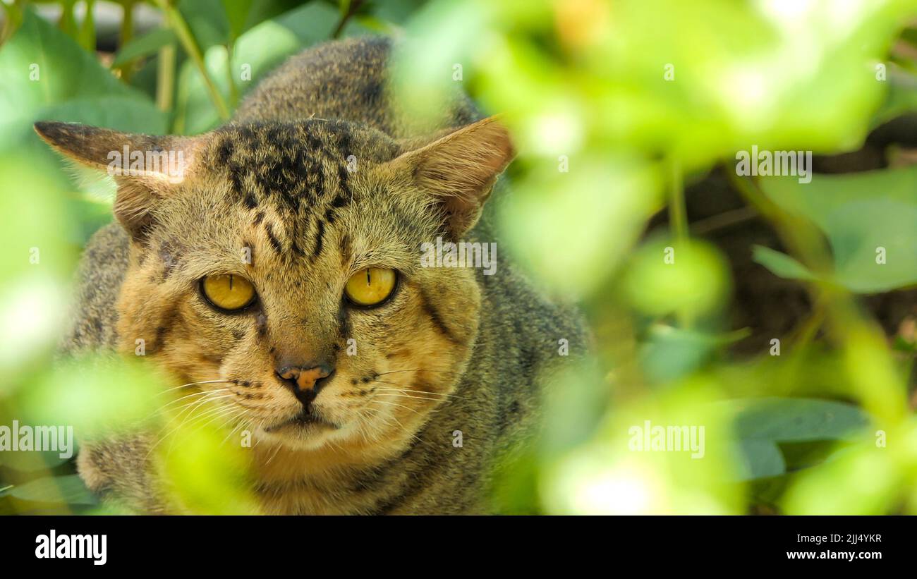 Katze in freier Wildbahn im tropischen Regenwald. Stockfoto