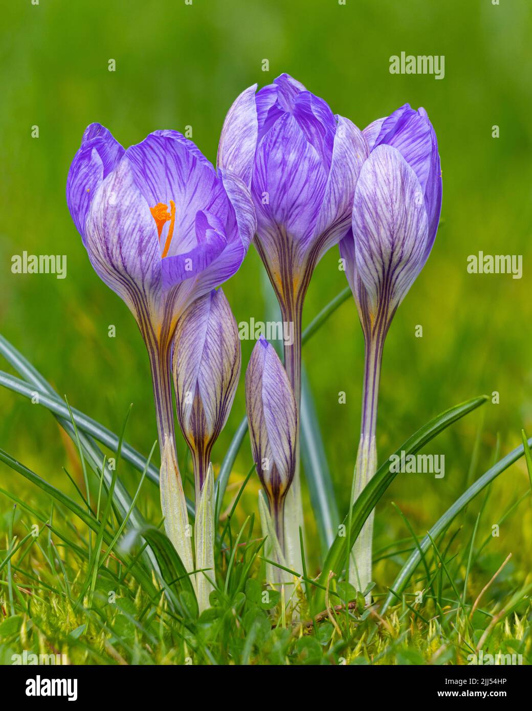 Crocus in den Aberglasney Gardens Stockfoto