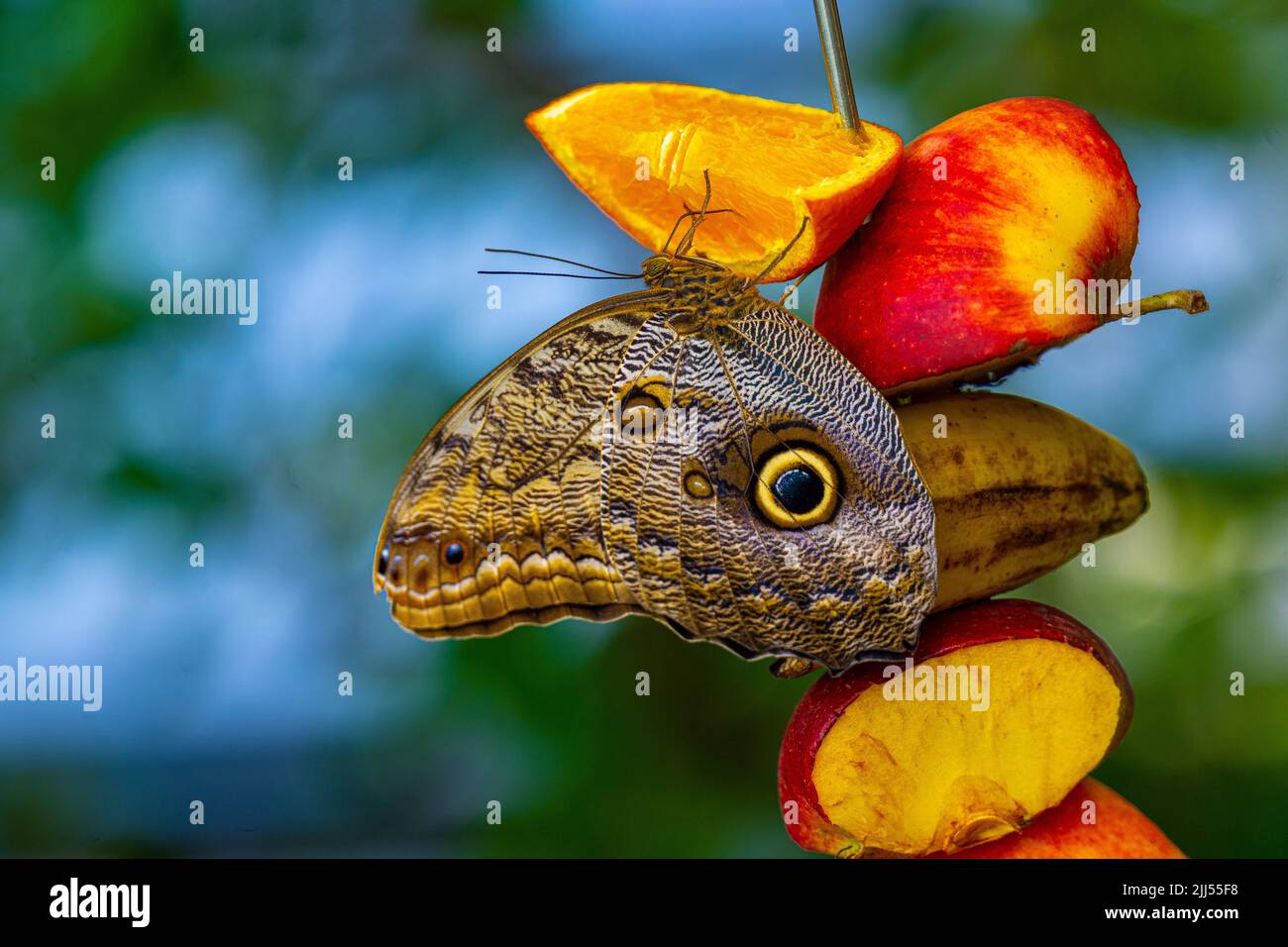 Morpho peleides, auch bekannt als Peleides blue morfo oder gemeiner morpho, ist ein tropischer Schmetterling. Stockfoto