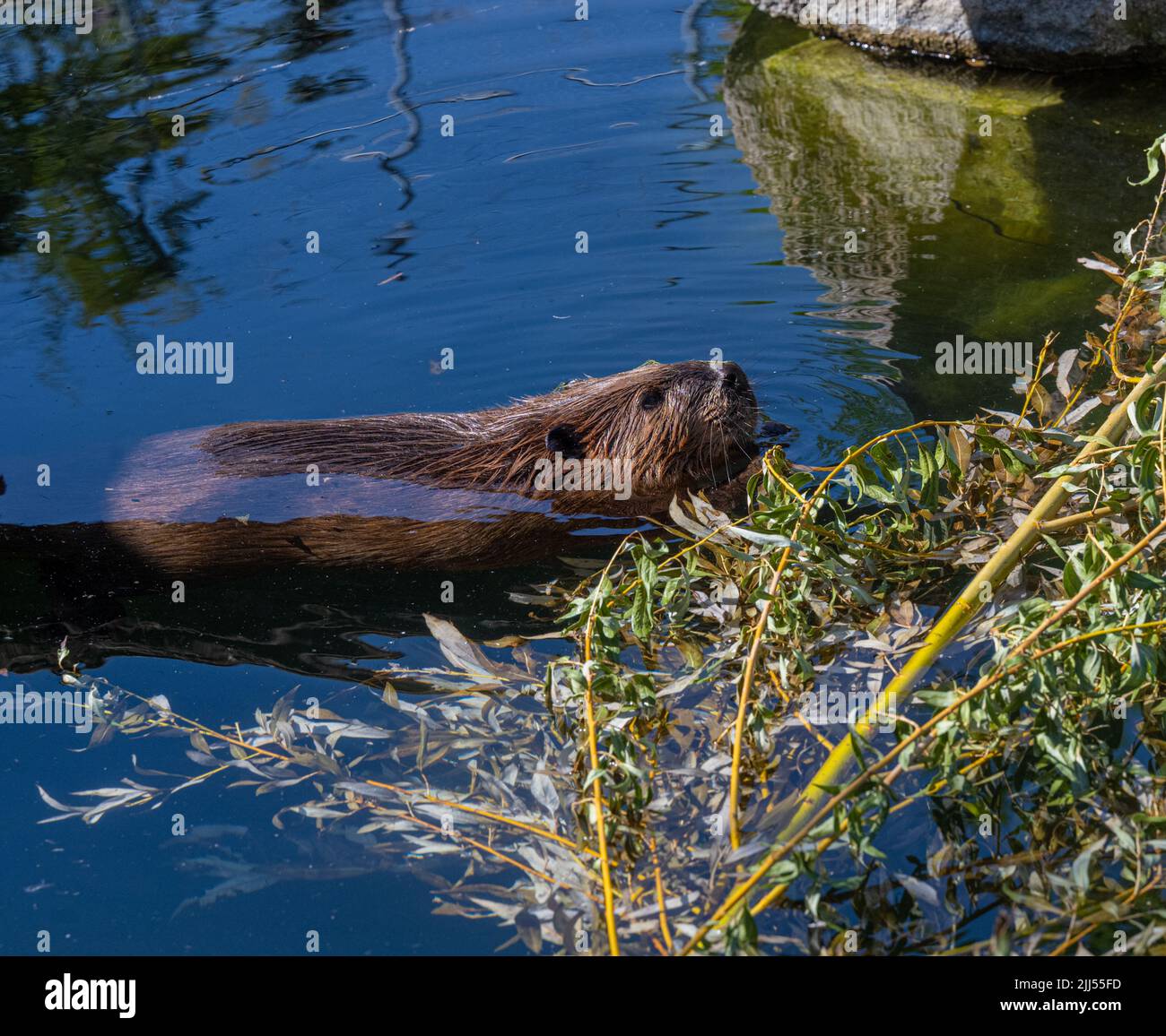 Biber (Castor canadensis) nagt an frischen Zweigen Stockfoto