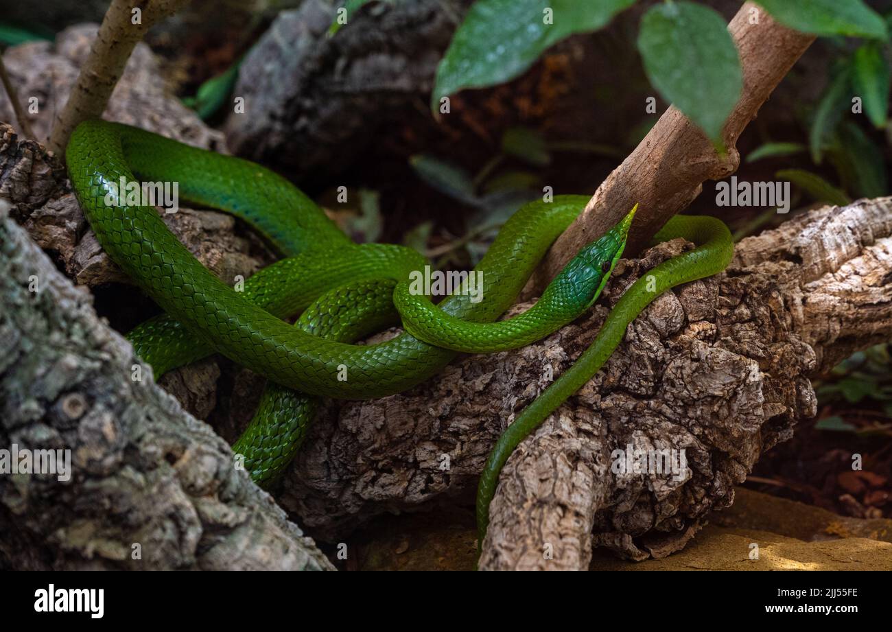 Vietnamesische Langnasenschlange (Gonyosoma boulengeri) auf einem Zweig, gefangen, Deutschland Stockfoto