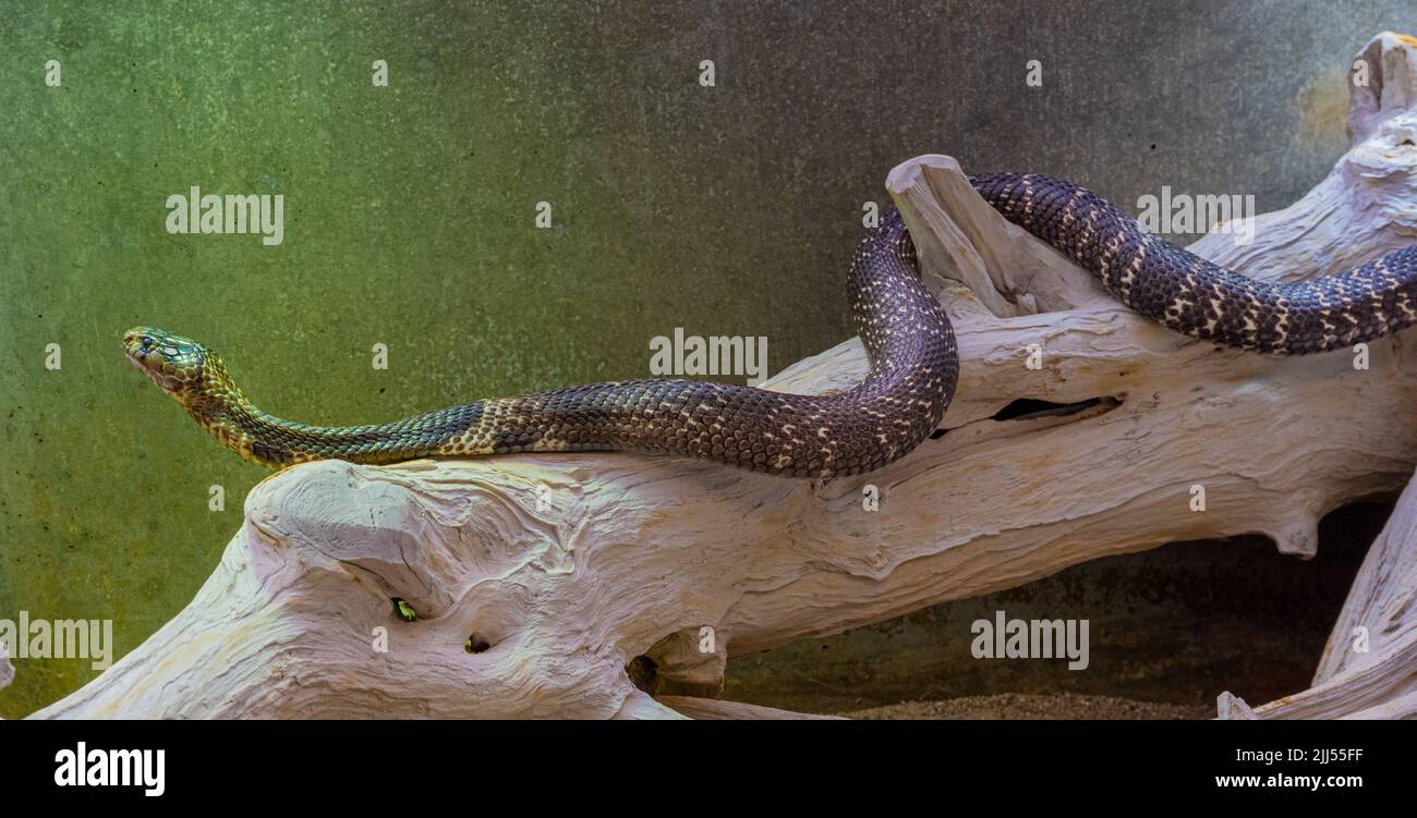Indische oder Brillenkobra (Naja naja) Naja ist eine Gattung giftiger elapider Schlangen. Stockfoto