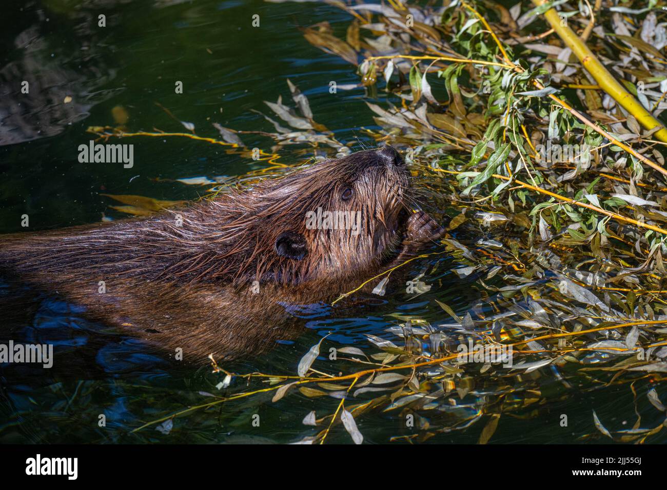 Biber (Castor canadensis) nagt an frischen Zweigen Stockfoto