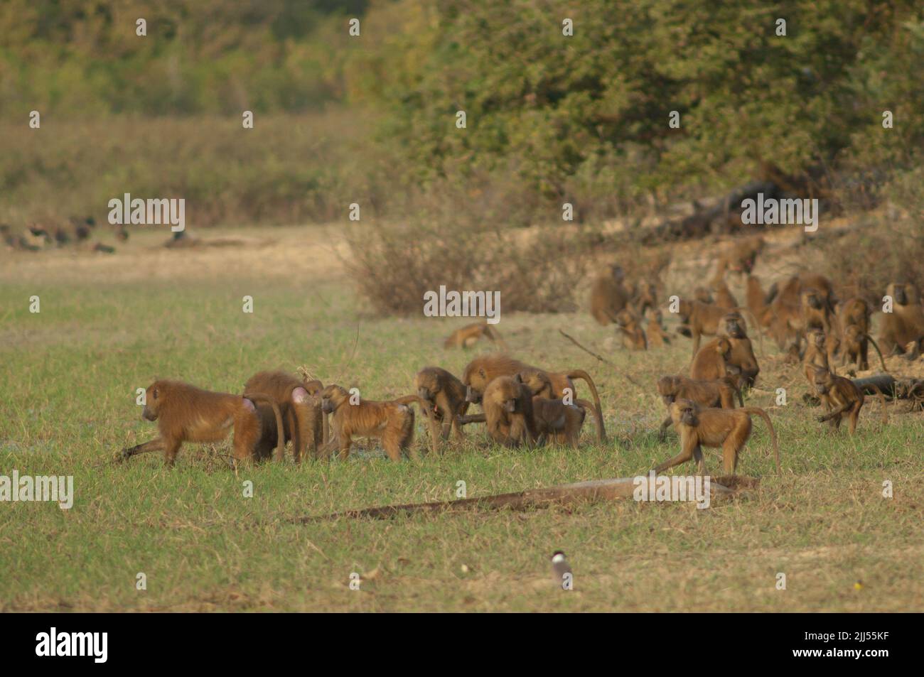 Guinea Paviane Papio papio Fütterung. Niokolo Koba National Park. Tambacounda. Senegal. Stockfoto