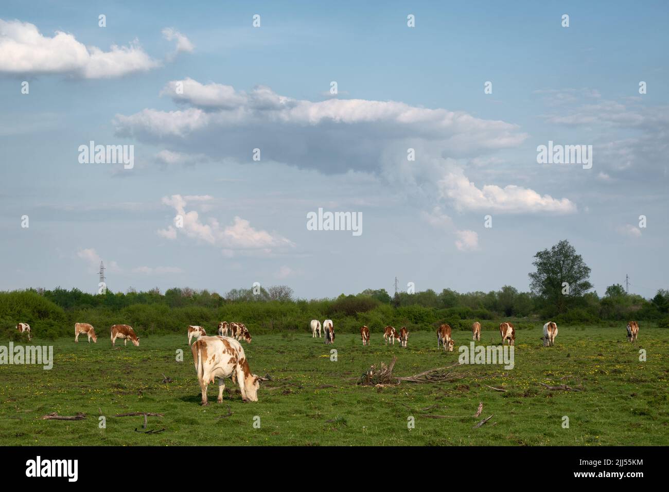 Rinder weiden im Frühjahr auf der Weide und große Cumulonimbuswolken bilden sich am Himmel, Freilandhaltung auf dem Land Stockfoto