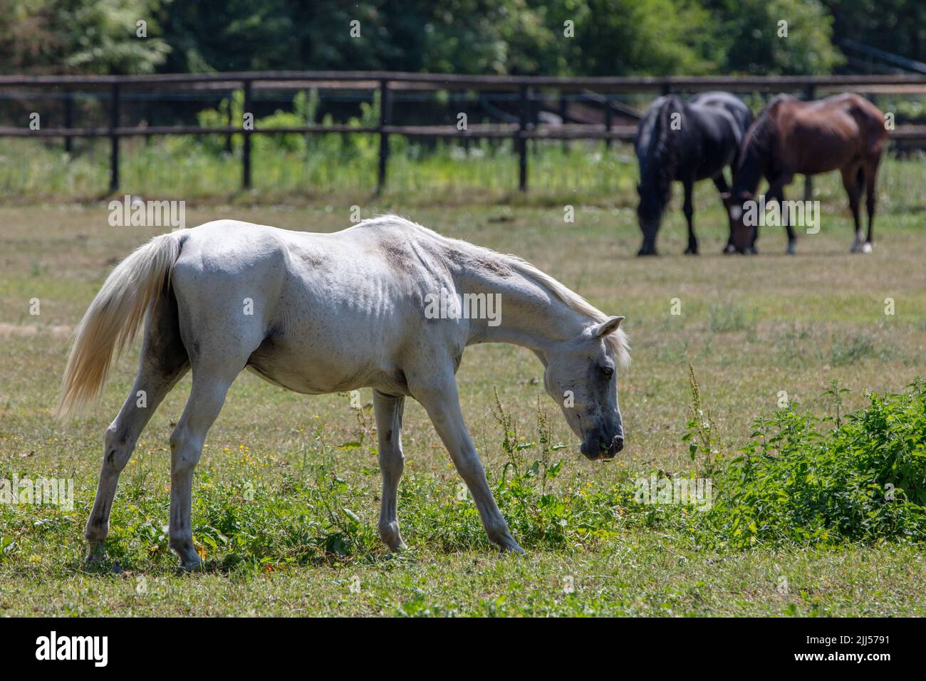 Ein schönes weißes Pferd auf einem Feld, das Gras frisst, SO, Valtellina, Italien Stockfoto