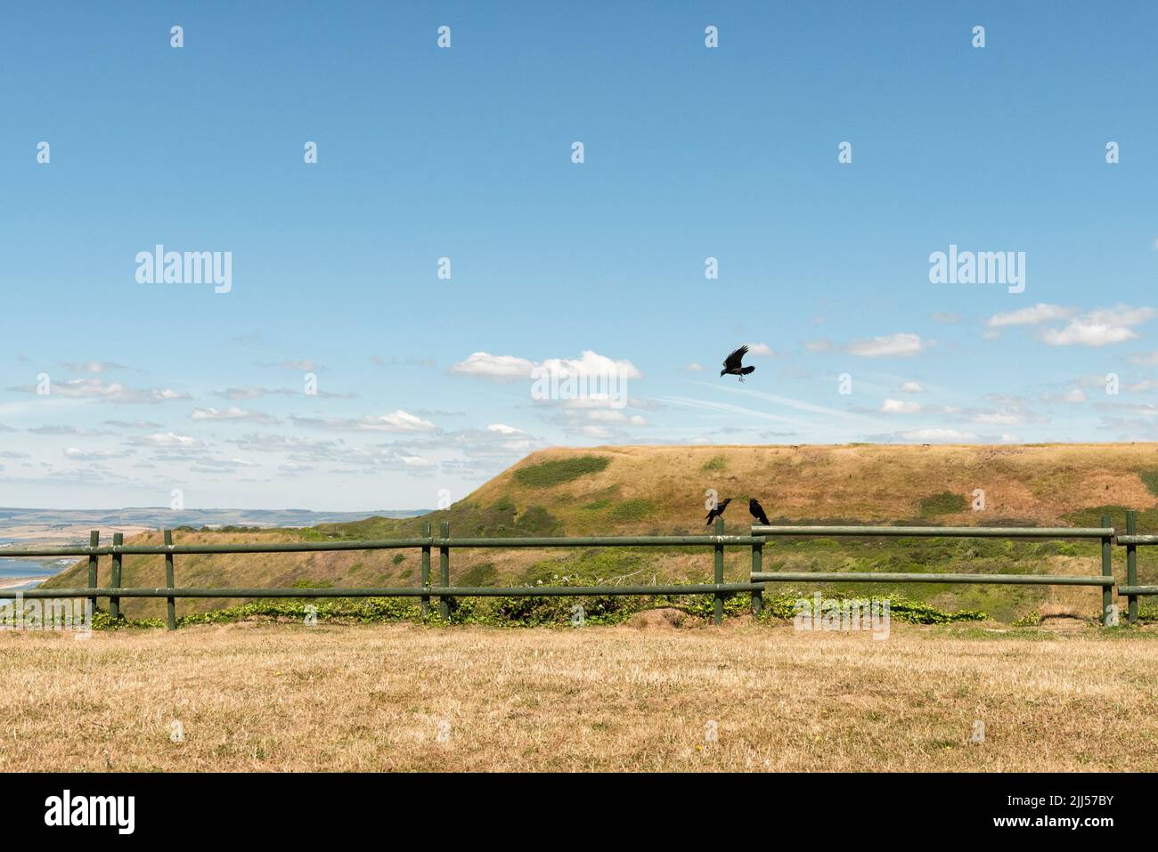 Raben am Zaun Stockfoto