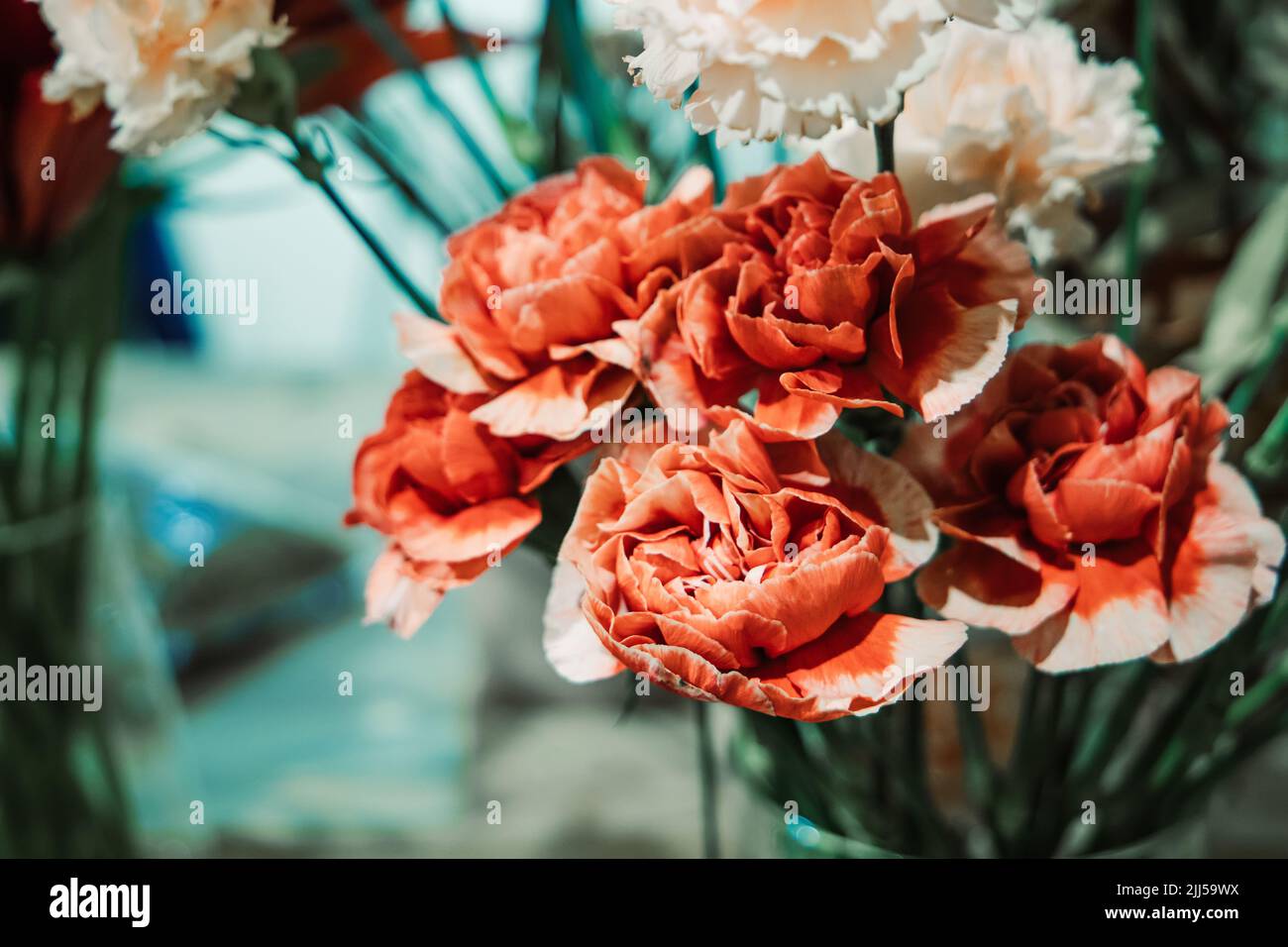 Rustikale orangefarbene rote Blumen mit langen Stielen Stockfoto