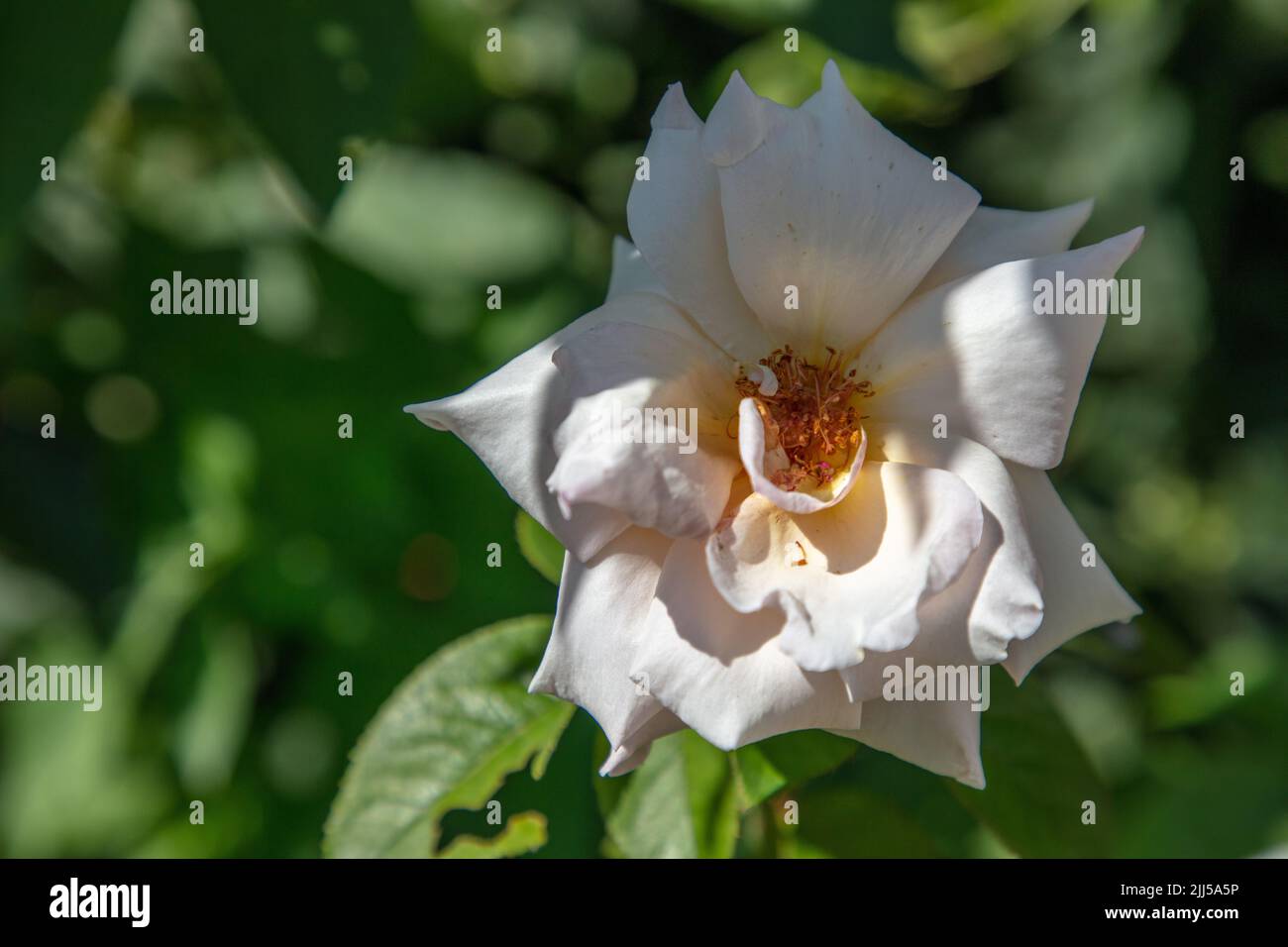 Eine schöne weiße Rose, SO, Valtellina, Italien Stockfoto