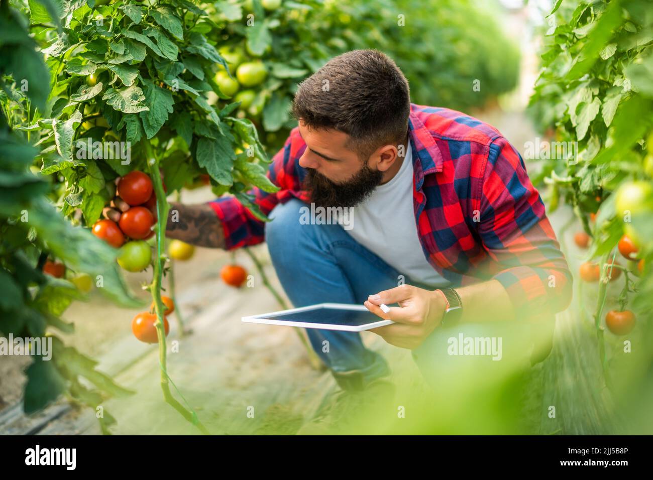 Geschäft mit organischen Treibhausgasen. Bauer untersucht frische und reife Tomaten in seinem Gewächshaus. Stockfoto